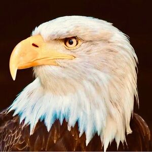 Meet your Posher, SpiritBird